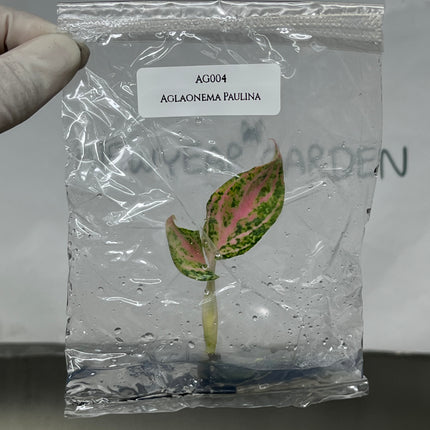 Aglaonema Paulina Tissue Culture (1 item/bag)