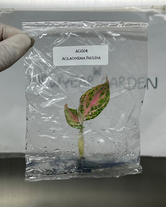 Aglaonema Paulina Tissue Culture (1 item/bag)