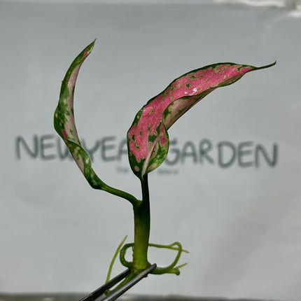 Aglaonema Pink Kumkoon Tissue Culture (1 item/bag)