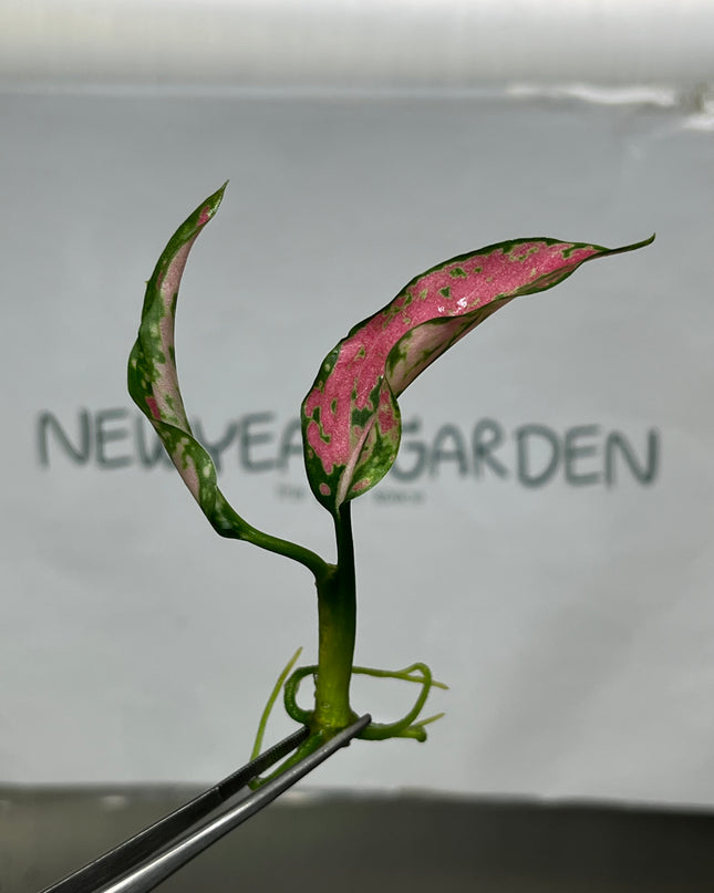 Aglaonema Pink Kumkoon Tissue Culture (1 item/bag)