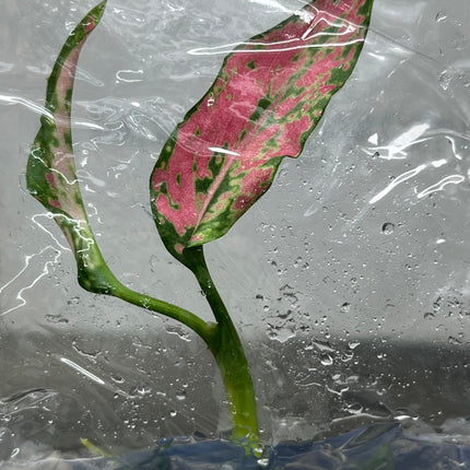 Aglaonema Pink Kumkoon Tissue Culture (1 item/bag)