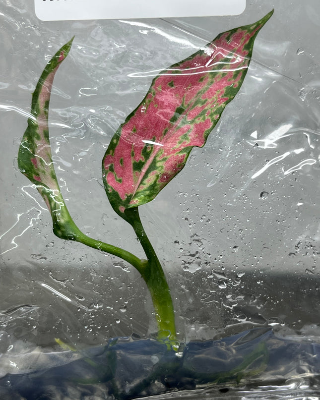 Aglaonema Pink Kumkoon Tissue Culture (1 item/bag)