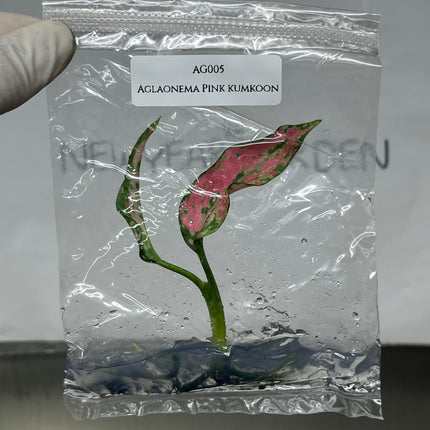 Aglaonema Pink Kumkoon Tissue Culture (1 item/bag)