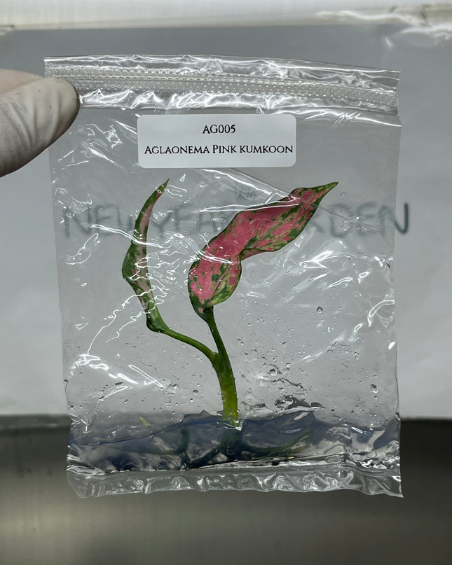 Aglaonema Pink Kumkoon Tissue Culture (1 item/bag)