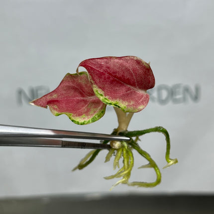 Aglaonema Phakaipet Tissue Culture (1 plant/bag)