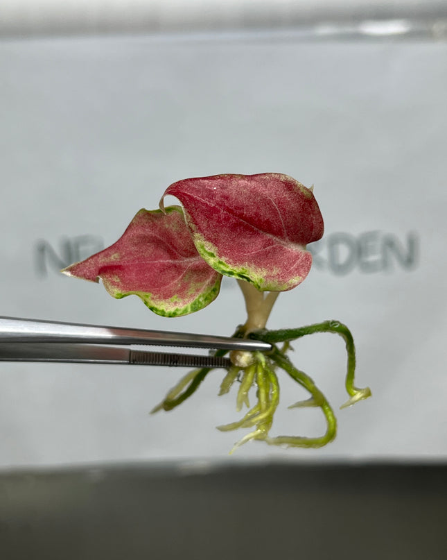 Aglaonema Phakaipet Tissue Culture (1 plant/bag)