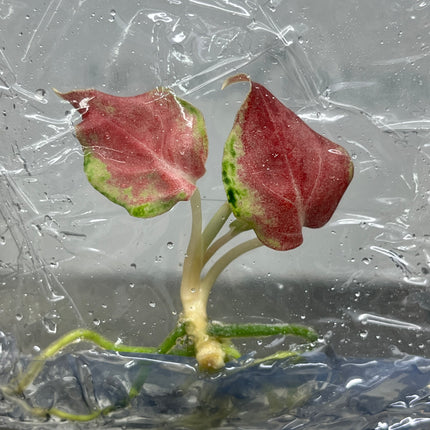 Aglaonema Phakaipet Tissue Culture (1 plant/bag)