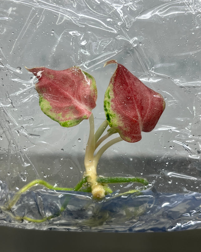 Aglaonema Phakaipet Tissue Culture (1 plant/bag)