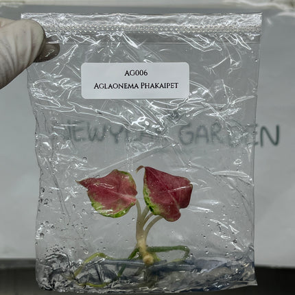 Aglaonema Phakaipet Tissue Culture (1 plant/bag)