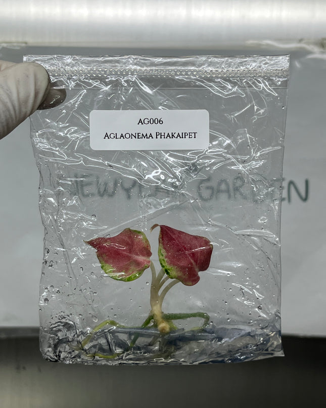 Aglaonema Phakaipet Tissue Culture (1 plant/bag)