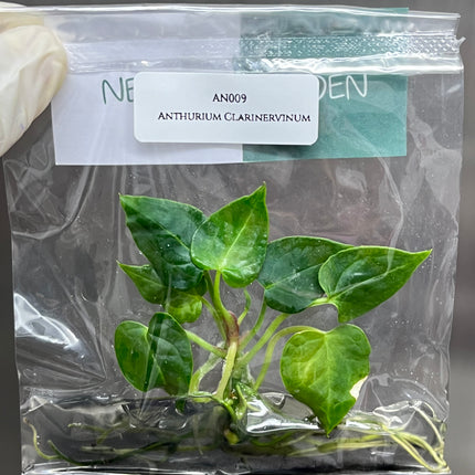 Special Set of 10 Bags of Anthurium Tissue Culture