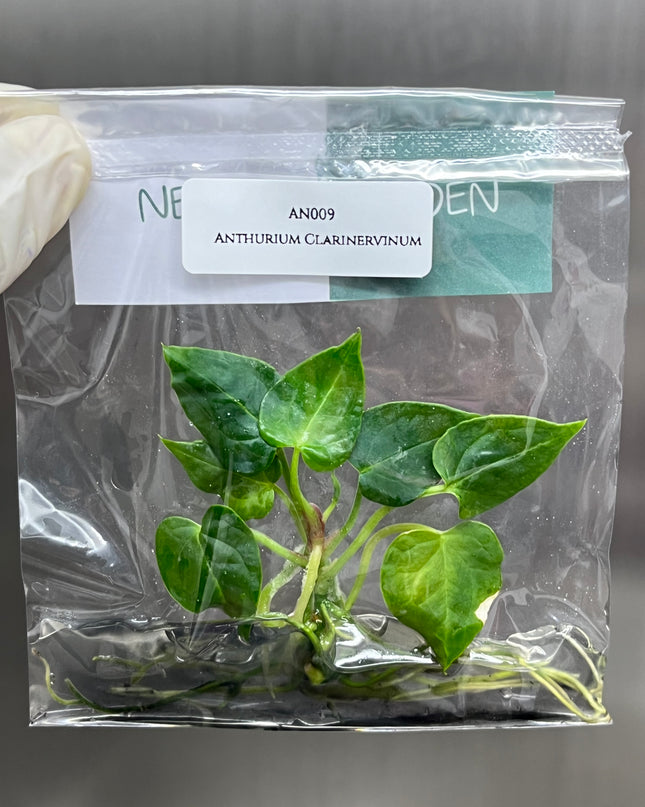 Special Set of 10 Bags of Anthurium Tissue Culture