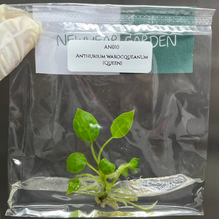 Special Set of 10 Bags of Anthurium Tissue Culture