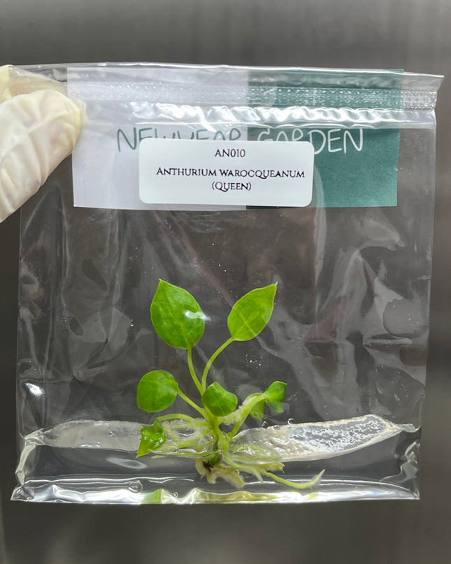 Special Set of 10 Bags of Anthurium Tissue Culture