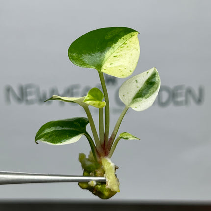 Anthurium 'Renaissance' White-Yellow Variegated Tissue Culture (1 item/bag)