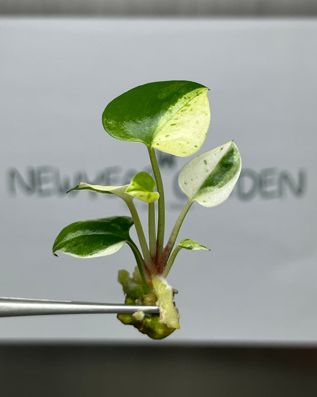 Anthurium 'Renaissance' White-Yellow Variegated Tissue Culture (1 item/bag)