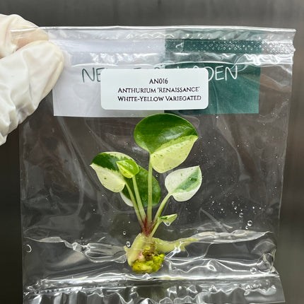 Anthurium 'Renaissance' White-Yellow Variegated Tissue Culture (1 item/bag)