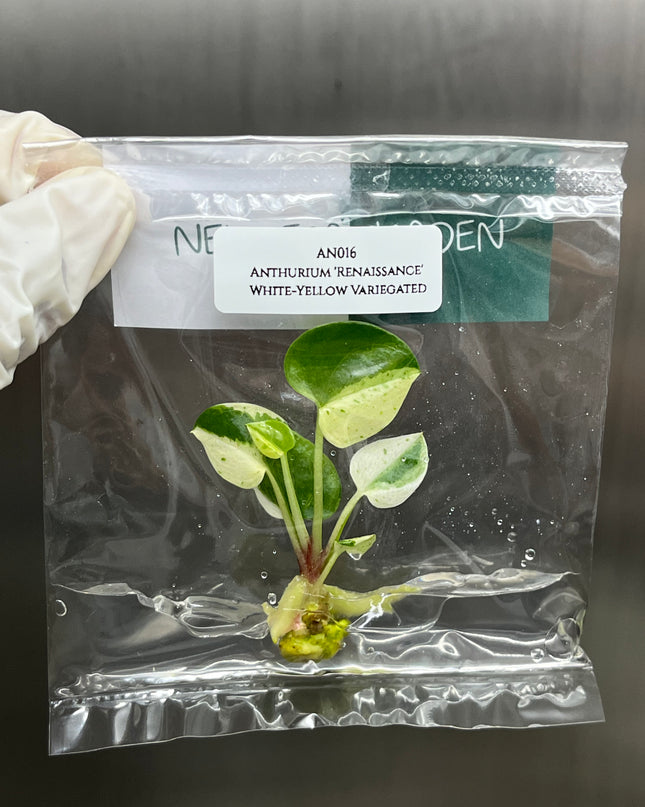 Anthurium 'Renaissance' White-Yellow Variegated Tissue Culture (1 item/bag)