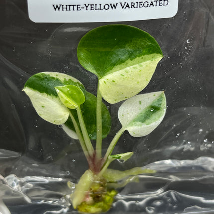 Anthurium 'Renaissance' White-Yellow Variegated Tissue Culture (1 item/bag)