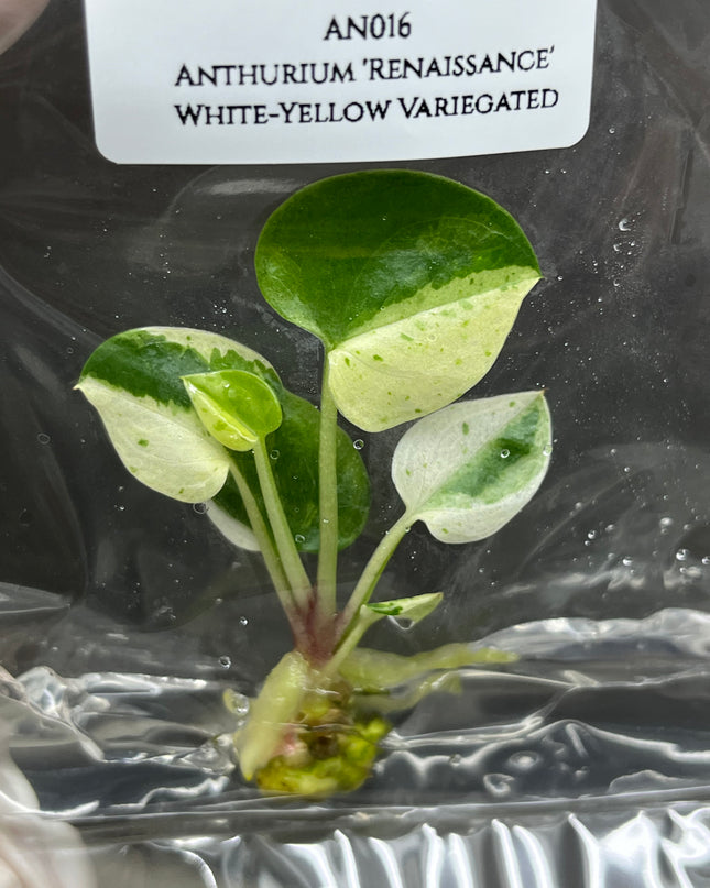 Anthurium 'Renaissance' White-Yellow Variegated Tissue Culture (1 item/bag)