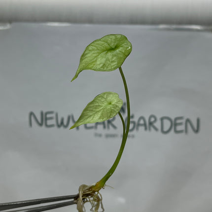 Alocasia Sinuata Mint Tissue Culture (1 plant/bag)