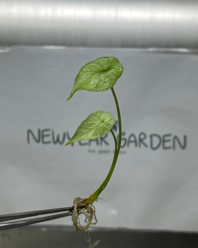 Alocasia Sinuata Mint Tissue Culture (1 plant/bag)