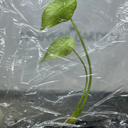 Alocasia Sinuata Mint Tissue Culture (1 plant/bag)