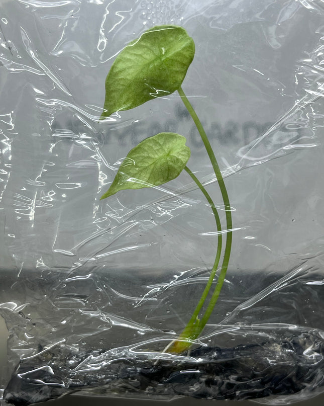 Alocasia Sinuata Mint Tissue Culture (1 plant/bag)