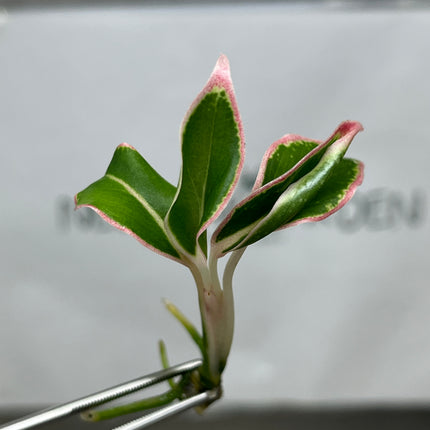 Aglaonema Aurora Orange Tissue Culture (1 plant/bag)