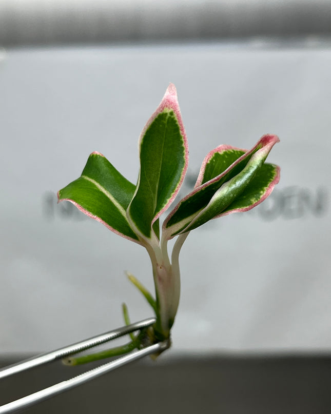 Aglaonema Aurora Orange Tissue Culture (1 plant/bag)