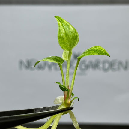 Anthurium 'Renaissance' Yellow Variegated Tissue Culture (1 item/bag)