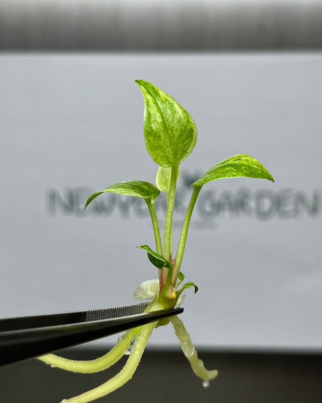 Anthurium 'Renaissance' Yellow Variegated Tissue Culture (1 item/bag)
