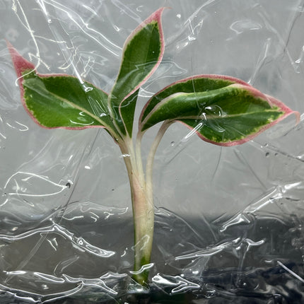 Aglaonema Aurora Orange Tissue Culture (1 plant/bag)