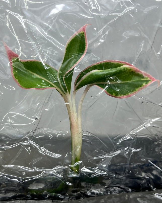 Aglaonema Aurora Orange Tissue Culture (1 plant/bag)