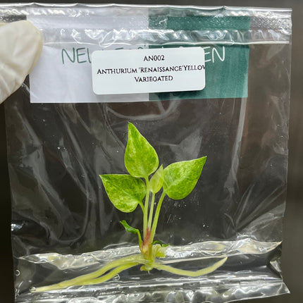 Anthurium 'Renaissance' Yellow Variegated Tissue Culture (1 item/bag)