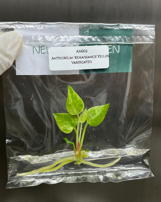 Anthurium 'Renaissance' Yellow Variegated Tissue Culture (1 item/bag)