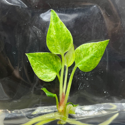 Anthurium 'Renaissance' Yellow Variegated Tissue Culture (1 item/bag)