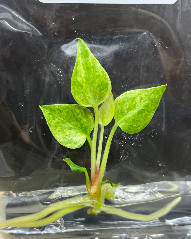 Anthurium 'Renaissance' Yellow Variegated Tissue Culture (1 item/bag)