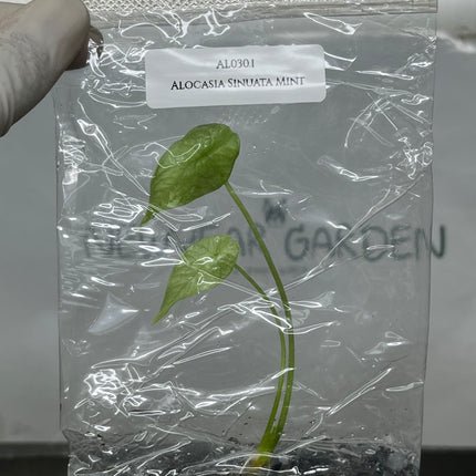 Alocasia Sinuata Mint Tissue Culture (1 plant/bag)