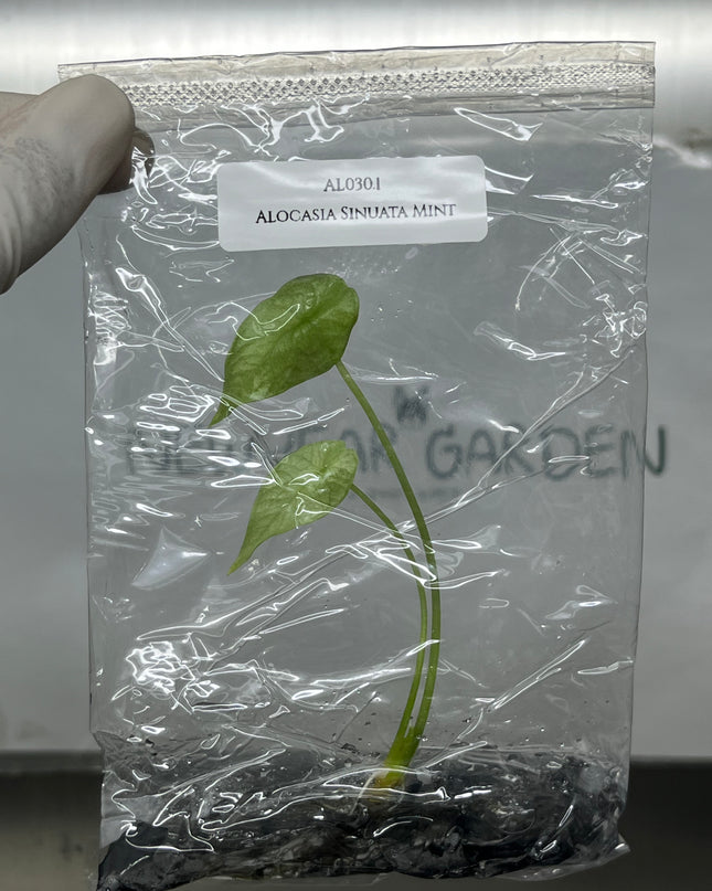 Alocasia Sinuata Mint Tissue Culture (1 plant/bag)
