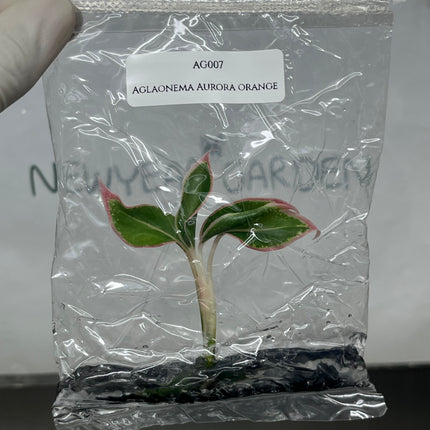 Aglaonema Aurora Orange Tissue Culture (1 plant/bag)