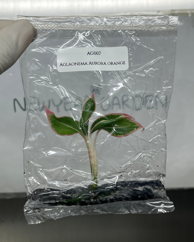Aglaonema Aurora Orange Tissue Culture (1 plant/bag)