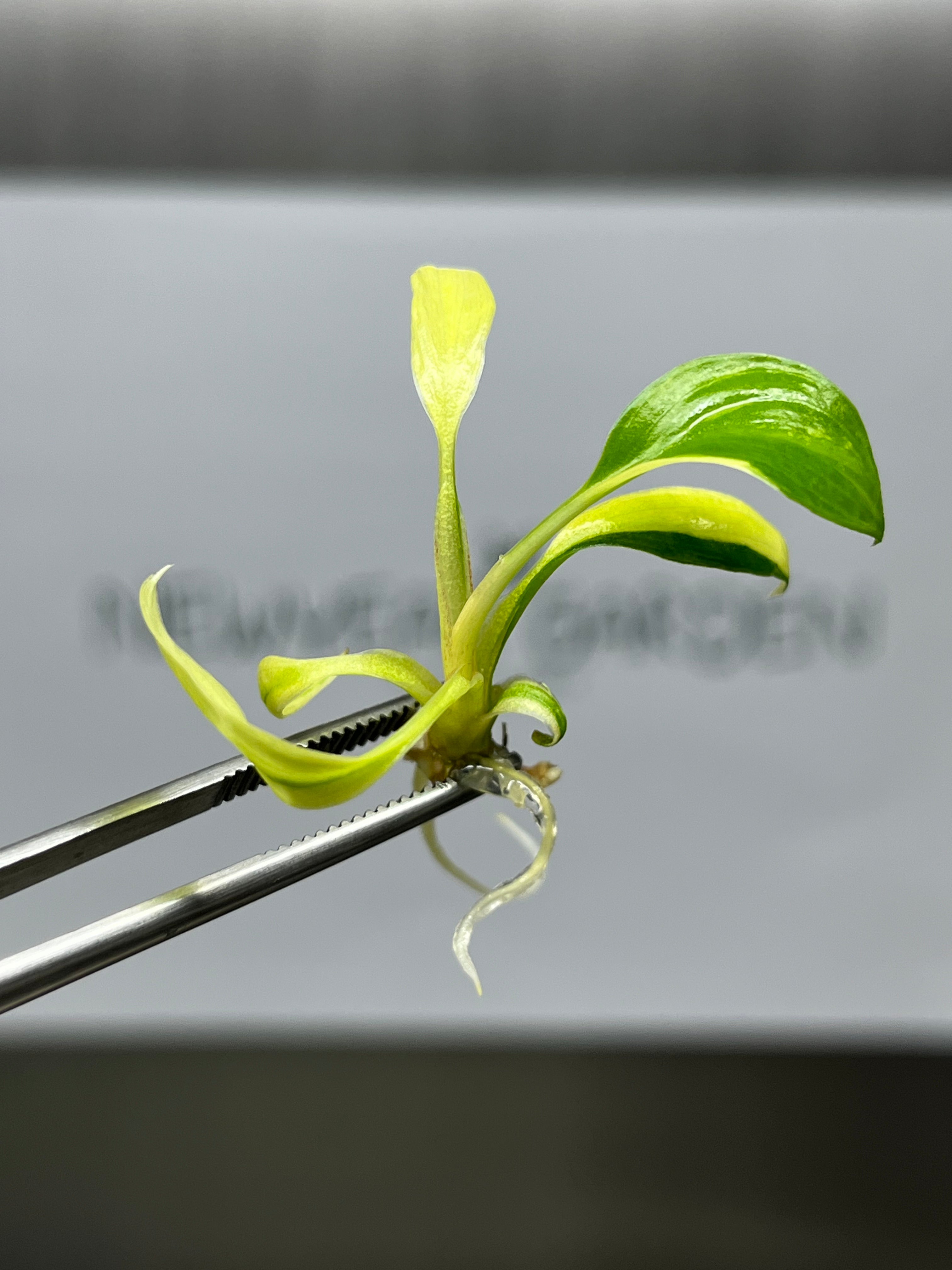 Homalomena rubescens Var. (Yellow) (1 plantlet/bag) Tissue Culture