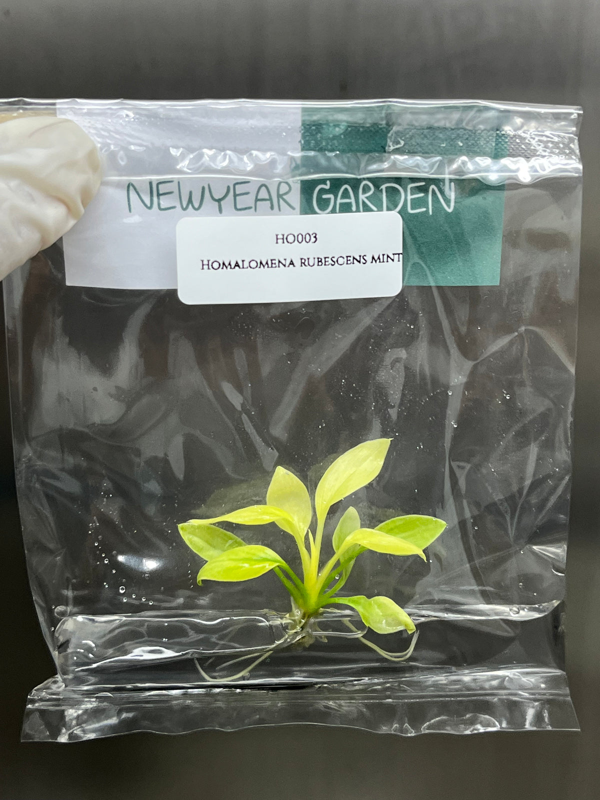 Homalomena rubescens mint (1 plantlet/bag) Tissue Culture