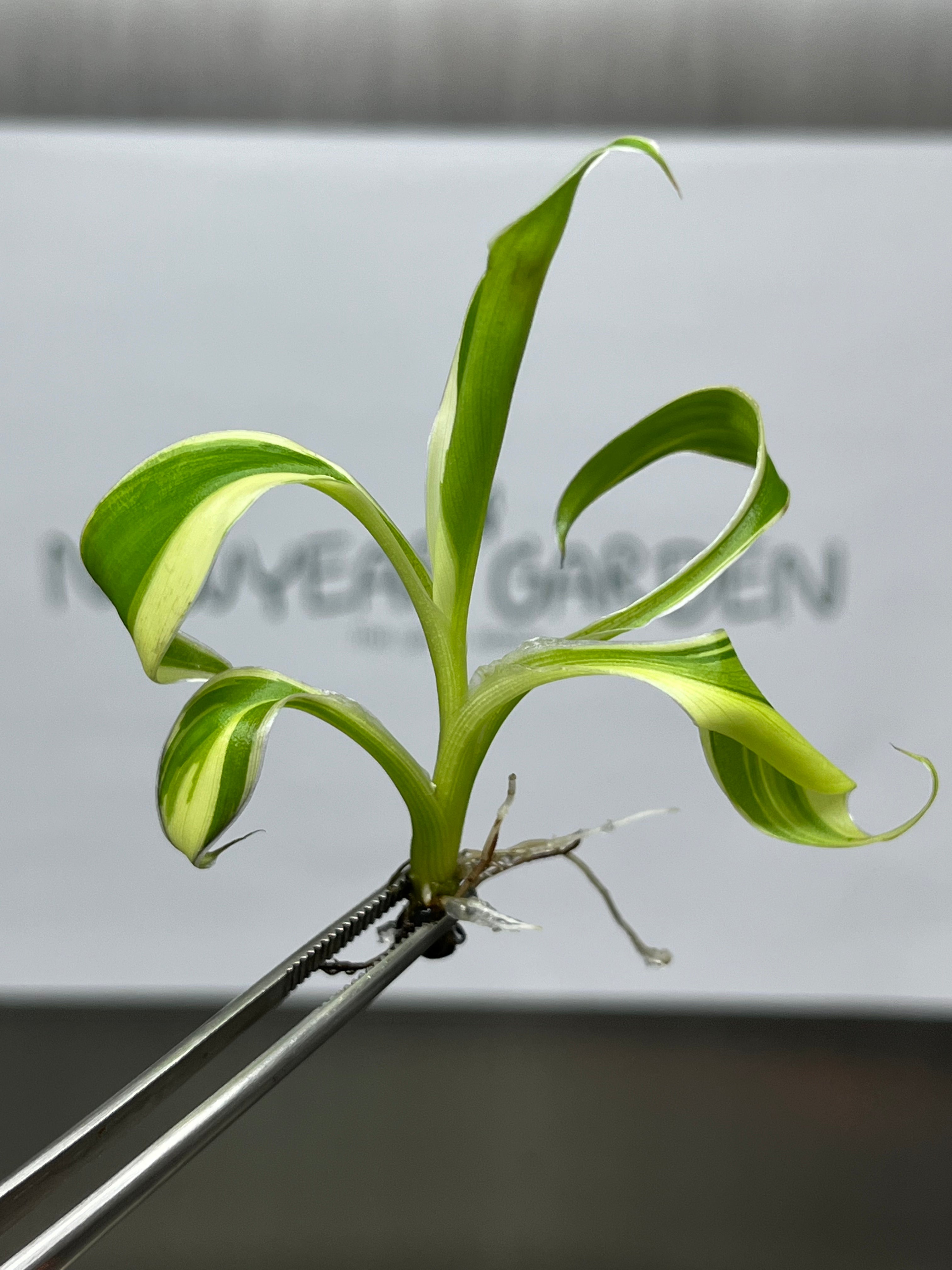 Musa Pink variegated (NoNo) (1 plantlet/bag) Tissue culture