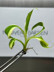 Musa Pink variegated (NoNo) (1 plantlet/bag) Tissue culture