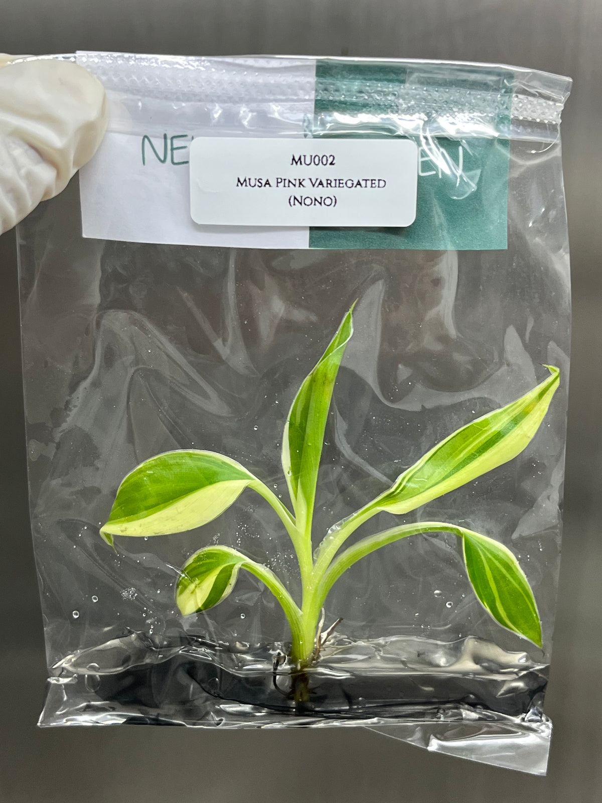 Musa Pink variegated (NoNo) (1 plantlet/bag) Tissue culture