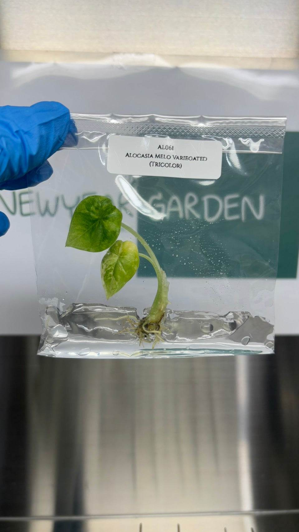 Alocasia Melo Aurea Variegated (tricolor) (1 plantlet/bag) Tissue culture