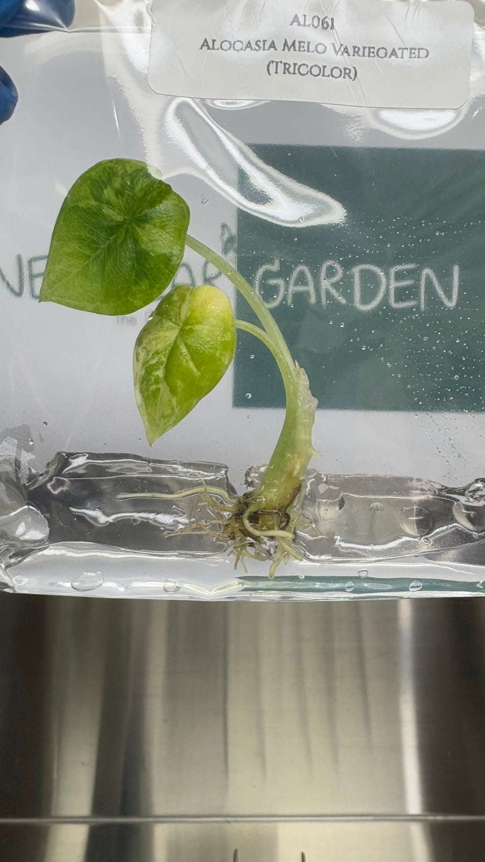 Alocasia Melo Aurea Variegated (tricolor) (1 plantlet/bag) Tissue culture