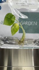 Alocasia Melo Aurea Variegated (tricolor) (1 plantlet/bag) Tissue culture